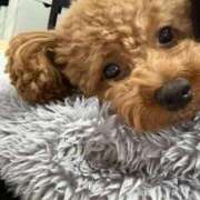 ヒメ日記 2025/09/26 14:19 投稿 ゆいな アラモード