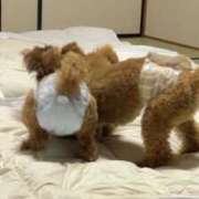 ゆいな 🩶一昨日から アラモード