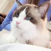 あみ お祝い♡ なでしこ(十三)