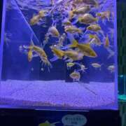 ヒメ日記 2026/02/24 16:54 投稿 あみ なでしこ(十三)