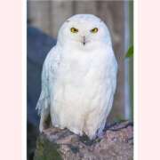 ヒメ日記 2025/01/04 01:58 投稿 ゆきの ギン妻パラダイス 和歌山店