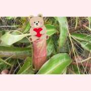 ヒメ日記 2025/01/09 02:45 投稿 ゆきの ギン妻パラダイス 和歌山店