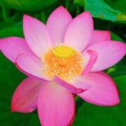 ヒメ日記 2025/02/18 01:19 投稿 ゆきの ギン妻パラダイス 和歌山店