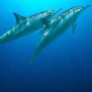 ヒメ日記 2025/03/06 01:50 投稿 ゆきの ギン妻パラダイス 和歌山店