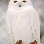 ヒメ日記 2025/03/17 03:13 投稿 ゆきの ギン妻パラダイス 和歌山店