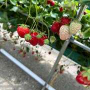 ヒメ日記 2025/06/15 13:43 投稿 ゆず【素敵スタイルのお姉さま】 Beppin house