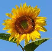 ヒメ日記 2025/08/07 14:20 投稿 ゆず【素敵スタイルのお姉さま】 Beppin house