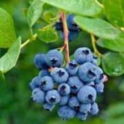 ヒメ日記 2025/08/08 14:16 投稿 ゆず【素敵スタイルのお姉さま】 Beppin house