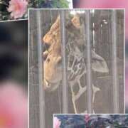 ヒメ日記 2026/01/08 16:01 投稿 石田まゆ 若奥サマンサ（横浜ハレ系）