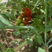 あやな 生きてます Candy×Candy （キャンディ×キャンディ）