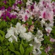 ヒメ日記 2026/04/29 14:02 投稿 あやな Candy×Candy （キャンディ×キャンディ）