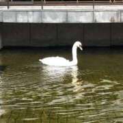 ヒメ日記 2025/09/20 08:55 投稿 水嶋かおり 恋する奥さん 西中島店