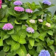 ヒメ日記 2025/06/16 11:45 投稿 平手 もも 30代40代50代と遊ぶなら博多人妻専科24時