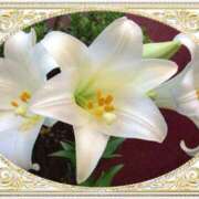 ヒメ日記 2025/01/02 09:19 投稿 ゆりあ 渋谷蘭の会