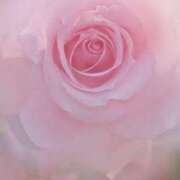 ヒメ日記 2025/03/13 13:21 投稿 ゆりあ 渋谷蘭の会