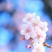 ヒメ日記 2025/04/05 11:21 投稿 ゆりあ 渋谷蘭の会