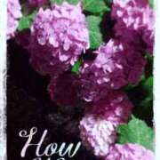 ヒメ日記 2025/06/03 11:51 投稿 ゆりあ 渋谷蘭の会