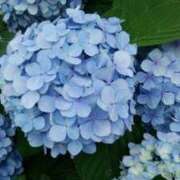 ヒメ日記 2025/06/14 13:21 投稿 ゆりあ 渋谷蘭の会