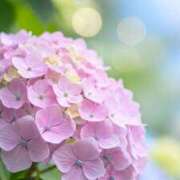 ヒメ日記 2025/06/17 11:51 投稿 ゆりあ 渋谷蘭の会