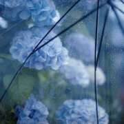 ヒメ日記 2025/06/25 20:51 投稿 ゆりあ 渋谷蘭の会