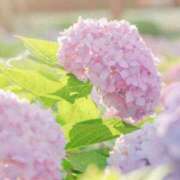 ヒメ日記 2025/06/26 09:07 投稿 ゆりあ 渋谷蘭の会