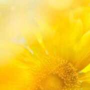 ヒメ日記 2025/08/05 20:21 投稿 ゆりあ 渋谷蘭の会