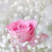 ヒメ日記 2025/11/15 14:05 投稿 ゆりあ 渋谷蘭の会