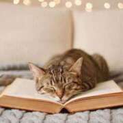 ヒメ日記 2025/12/06 11:45 投稿 ゆりあ 渋谷蘭の会