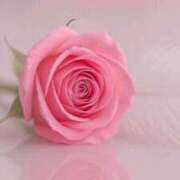 ヒメ日記 2025/12/07 09:45 投稿 ゆりあ 渋谷蘭の会