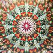 ヒメ日記 2025/12/23 21:55 投稿 ゆりあ 渋谷蘭の会