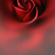 ヒメ日記 2025/12/26 21:15 投稿 ゆりあ 渋谷蘭の会