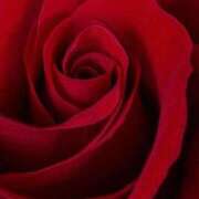 ヒメ日記 2026/01/02 11:45 投稿 ゆりあ 渋谷蘭の会