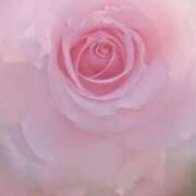 ヒメ日記 2026/01/03 14:35 投稿 ゆりあ 渋谷蘭の会