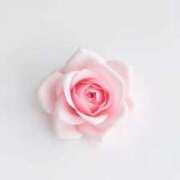 ヒメ日記 2026/01/06 21:35 投稿 ゆりあ 渋谷蘭の会