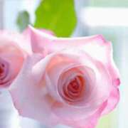 ヒメ日記 2026/01/12 11:35 投稿 ゆりあ 渋谷蘭の会