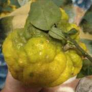 ヒメ日記 2024/12/31 23:24 投稿 はるか ポポロン☆広島