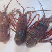 ヒメ日記 2024/12/31 22:17 投稿 れい ポポロン☆広島