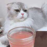 ヒメ日記 2025/06/22 02:53 投稿 れい ポポロン☆広島