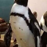 ヒメ日記 2025/03/10 21:55 投稿 あかり ポポロン☆広島