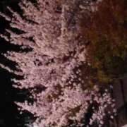 ヒメ日記 2025/04/10 21:00 投稿 あかり ポポロン☆広島