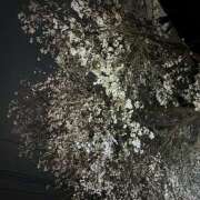 ヒメ日記 2025/04/06 14:33 投稿 柴田　みさき スッキリ商事