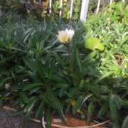 ヒメ日記 2025/06/25 12:46 投稿 新屋 熟女の風俗最終章 新横浜店