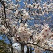 ヒメ日記 2025/04/08 13:26 投稿 ありさ ビギナーズ神戸