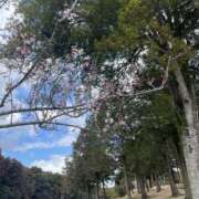 ヒメ日記 2025/03/10 07:55 投稿 三好 人妻風俗チャンネル