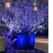 ヒメ日記 2025/03/19 19:45 投稿 三好 人妻風俗チャンネル