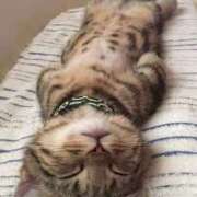 ヒメ日記 2025/06/03 07:11 投稿 三好 人妻風俗チャンネル