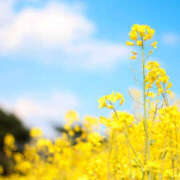 ヒメ日記 2026/03/01 11:08 投稿 三好 人妻風俗チャンネル