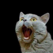 ヒメ日記 2026/03/24 09:03 投稿 三好 人妻風俗チャンネル