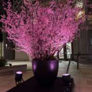 ヒメ日記 2026/03/27 20:30 投稿 三好 人妻風俗チャンネル