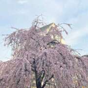 ヒメ日記 2025/03/25 00:55 投稿 夜桜はるき 全裸の極みorドッキング痴漢電車